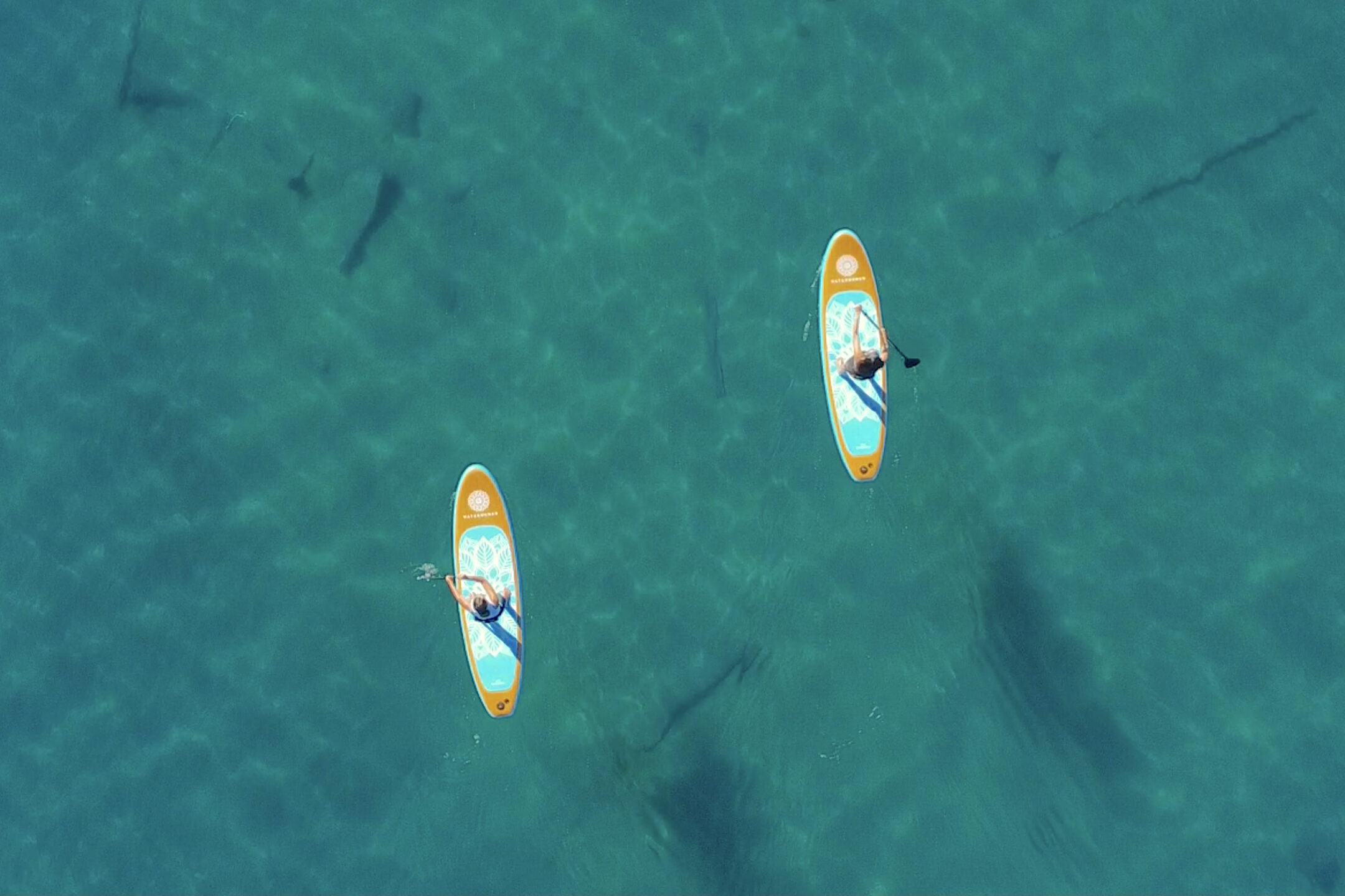 Paddle Board Rentals